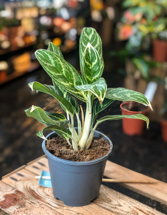 Aglaonema Madonna