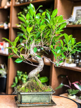 Lade das Bild in den Galerie-Viewer, Ficus Bonsai | Moyogi Style (S-shaped)
