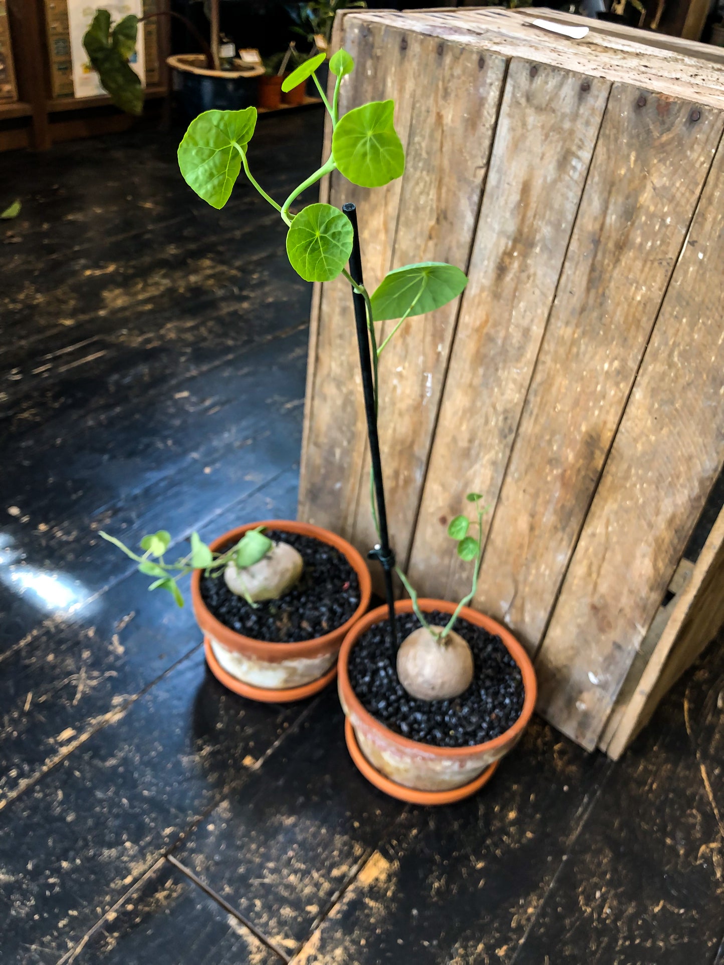 Stephania Erecta