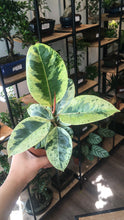 Load image into Gallery viewer, Ficus Elastica Shivereana
