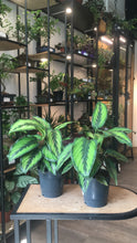 Load image into Gallery viewer, Calathea Pinstripe
