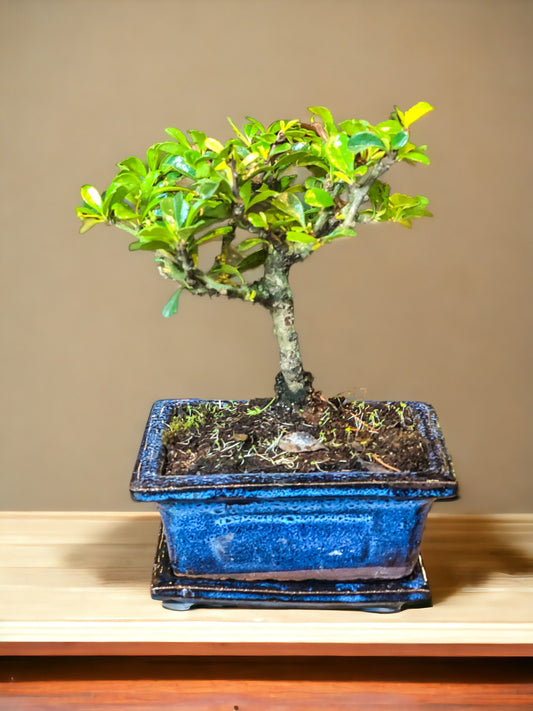 carmona bonsai
