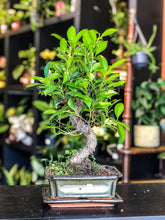 Load image into Gallery viewer, Ficus Bonsai | Moyogi Style (S-shaped)
