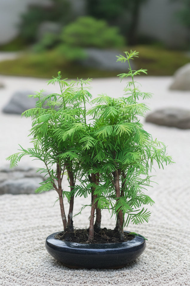 Redwood Bonsai (round pot)