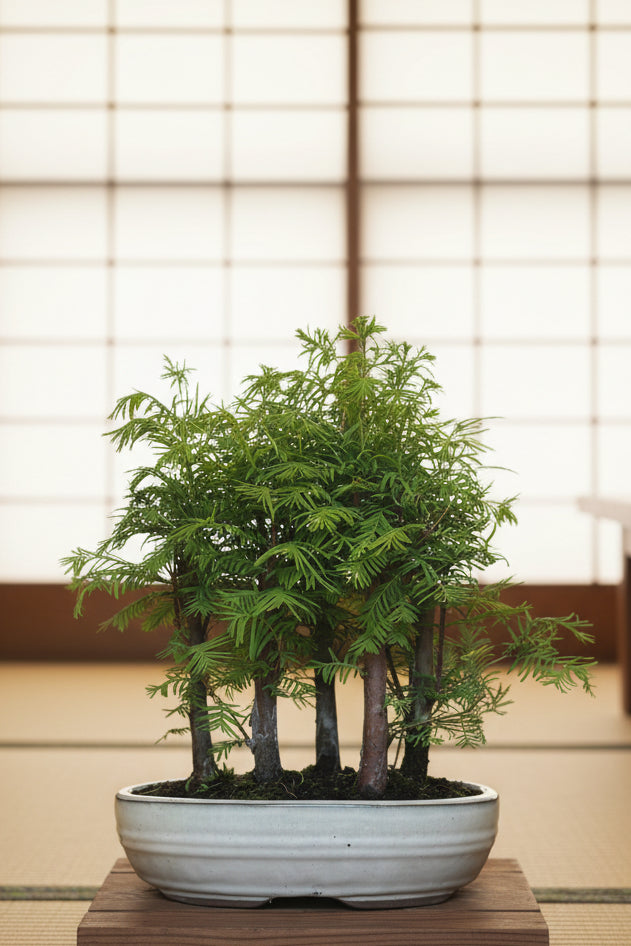 Redwood Bonsai