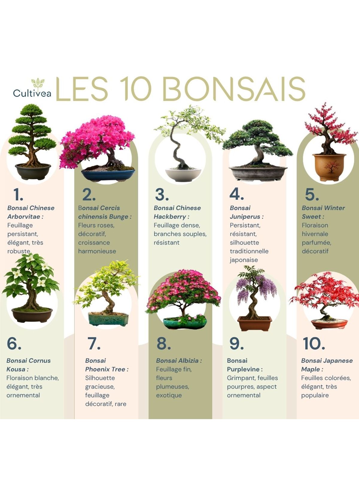 Cultivea Complete 10 Bonsai Growing Kit product image 2