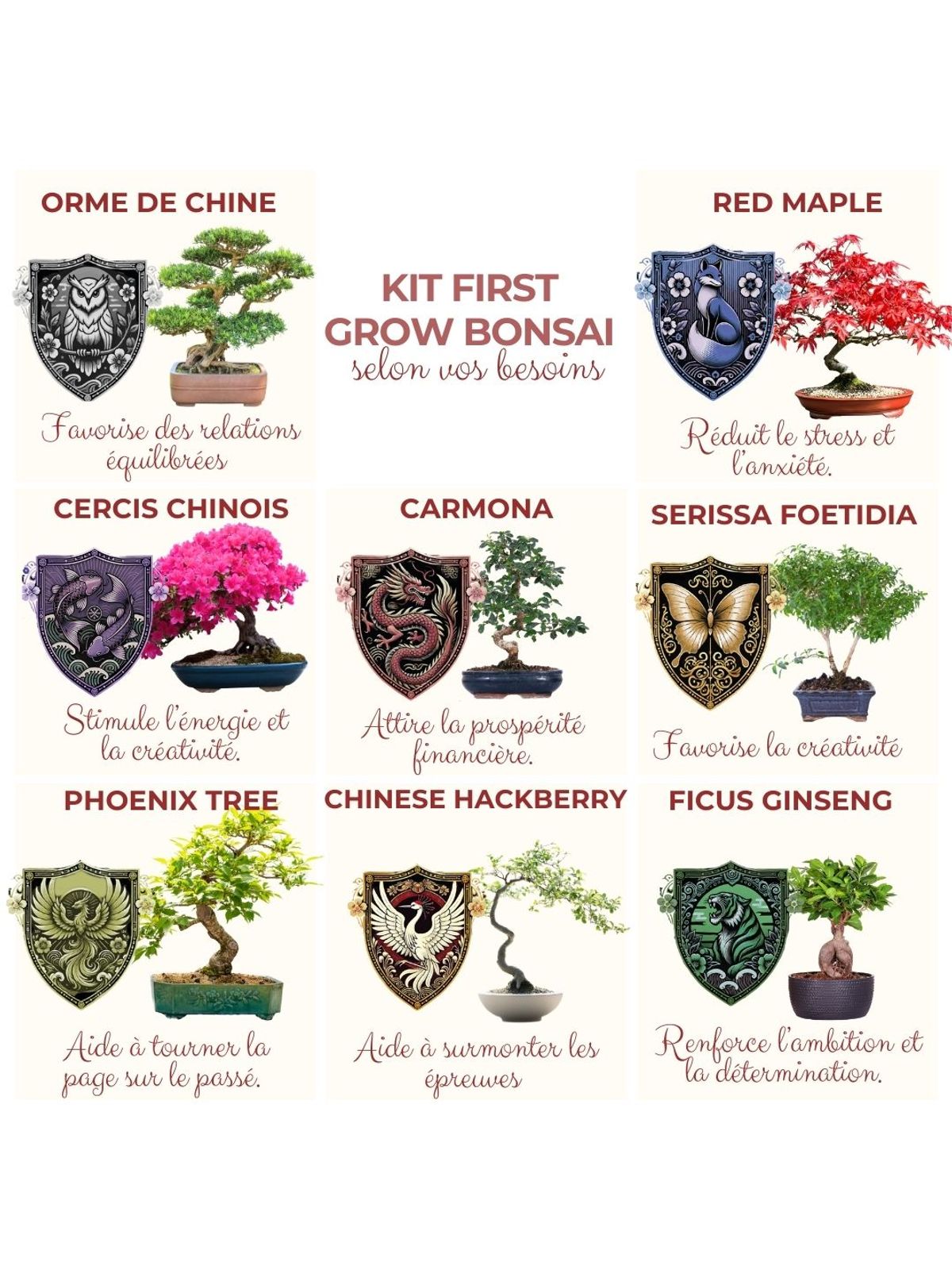 Cultivea First Bonsai Kit - Hackberry product image 7