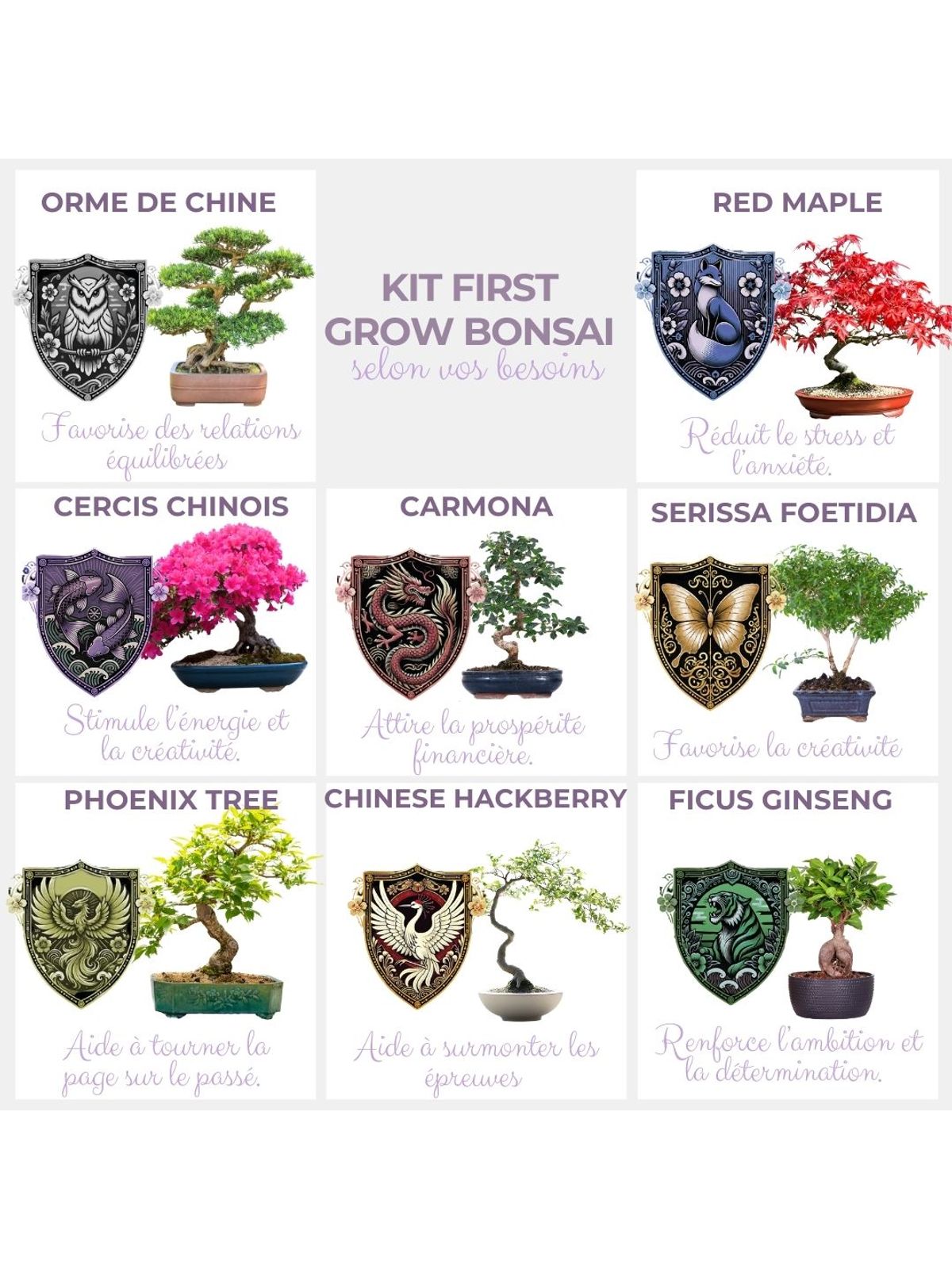 Cultivea First Bonsai Kit - Cercis Chinensis product image 7