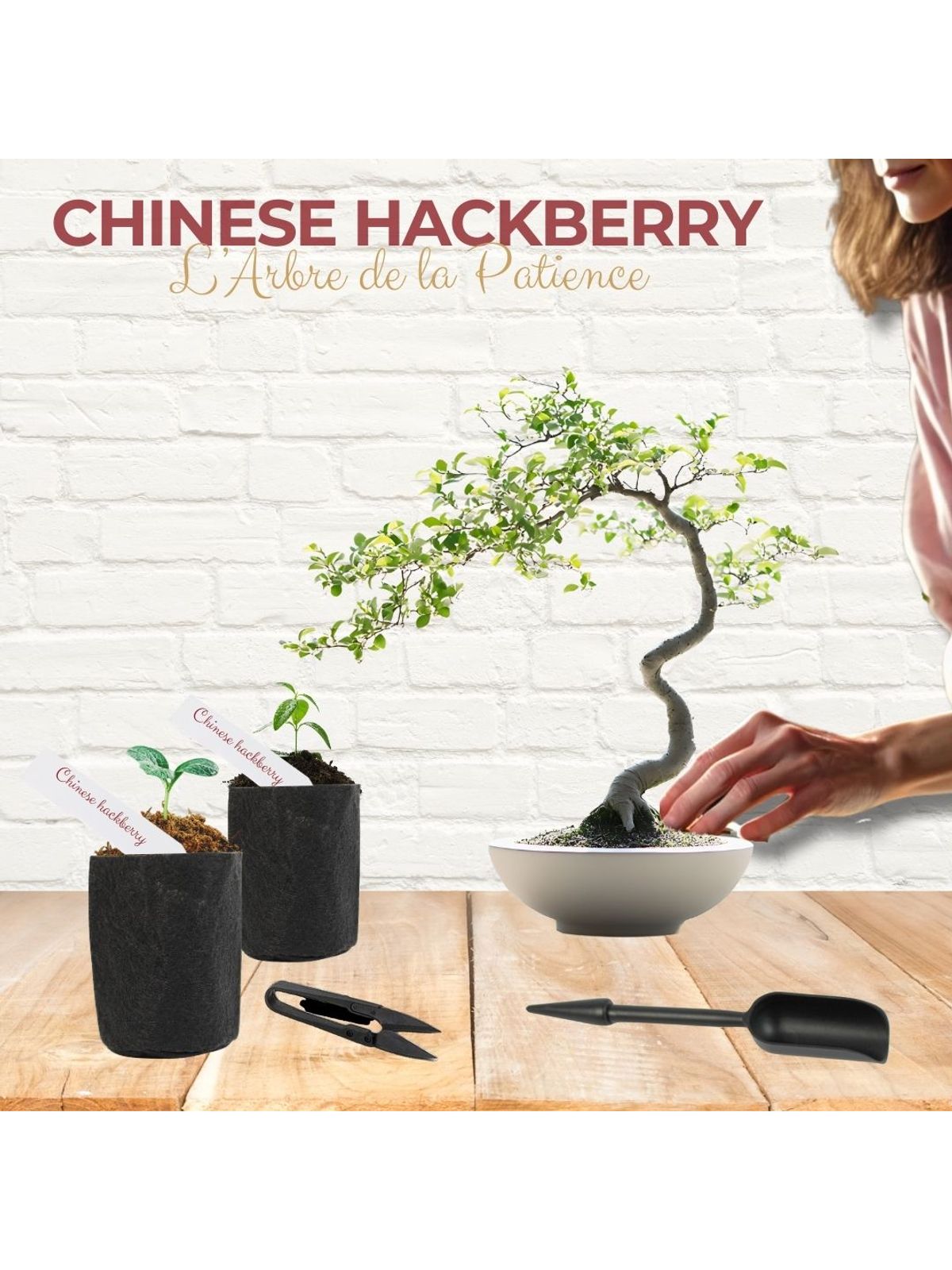 Cultivea First Bonsai Kit - Hackberry product image 5