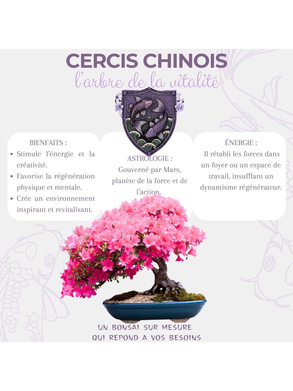 Cultivea First Bonsai Kit - Cercis Chinensis product image 3