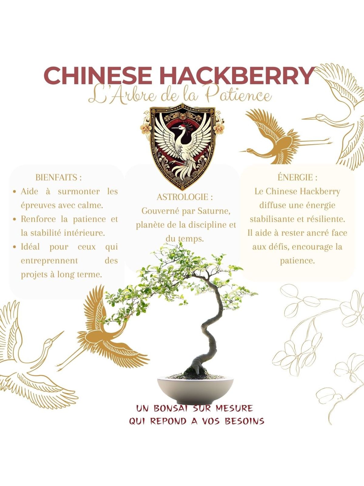 Cultivea First Bonsai Kit - Hackberry product image 3
