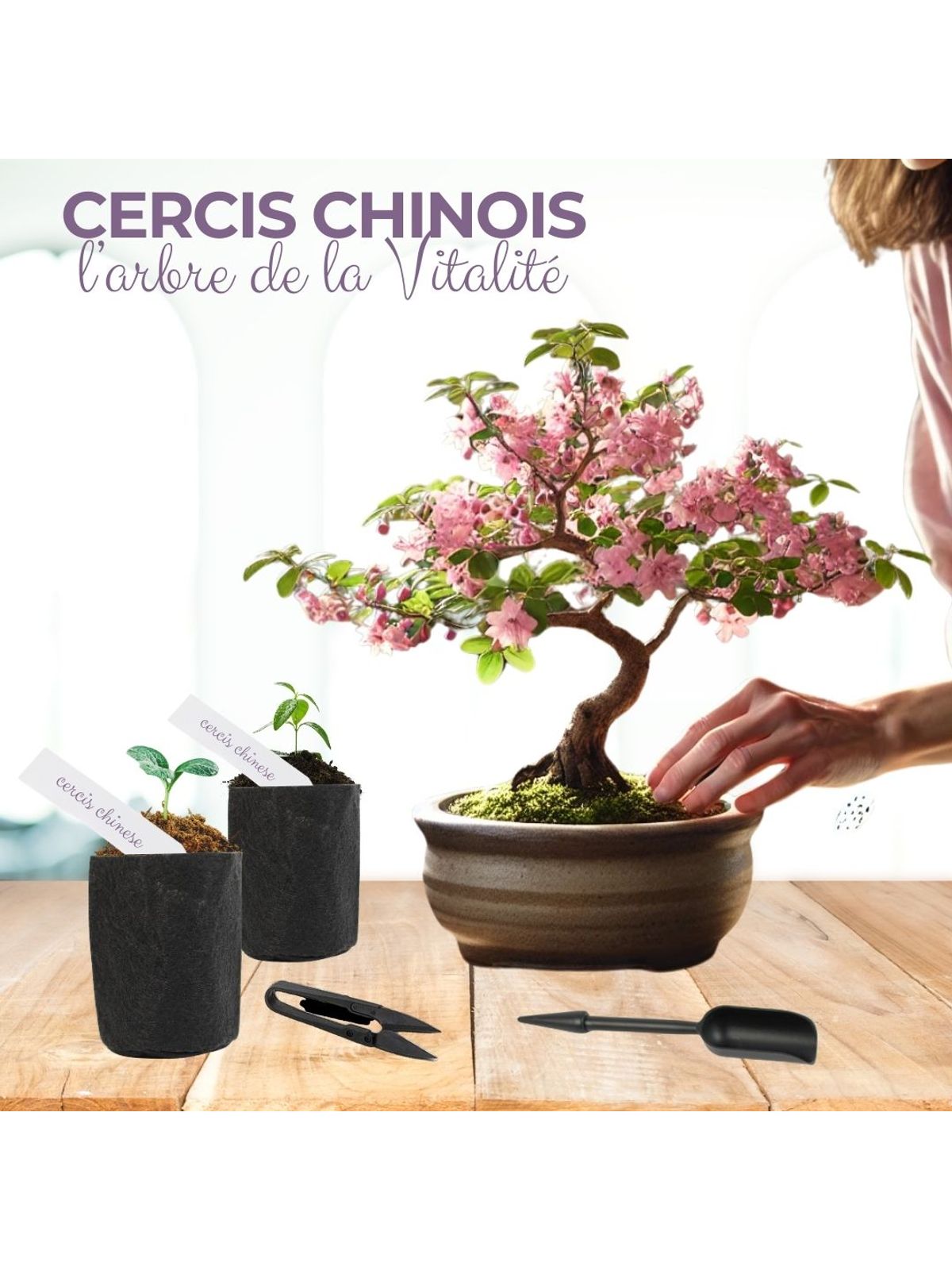 Cultivea First Bonsai Kit - Cercis Chinensis product image 5