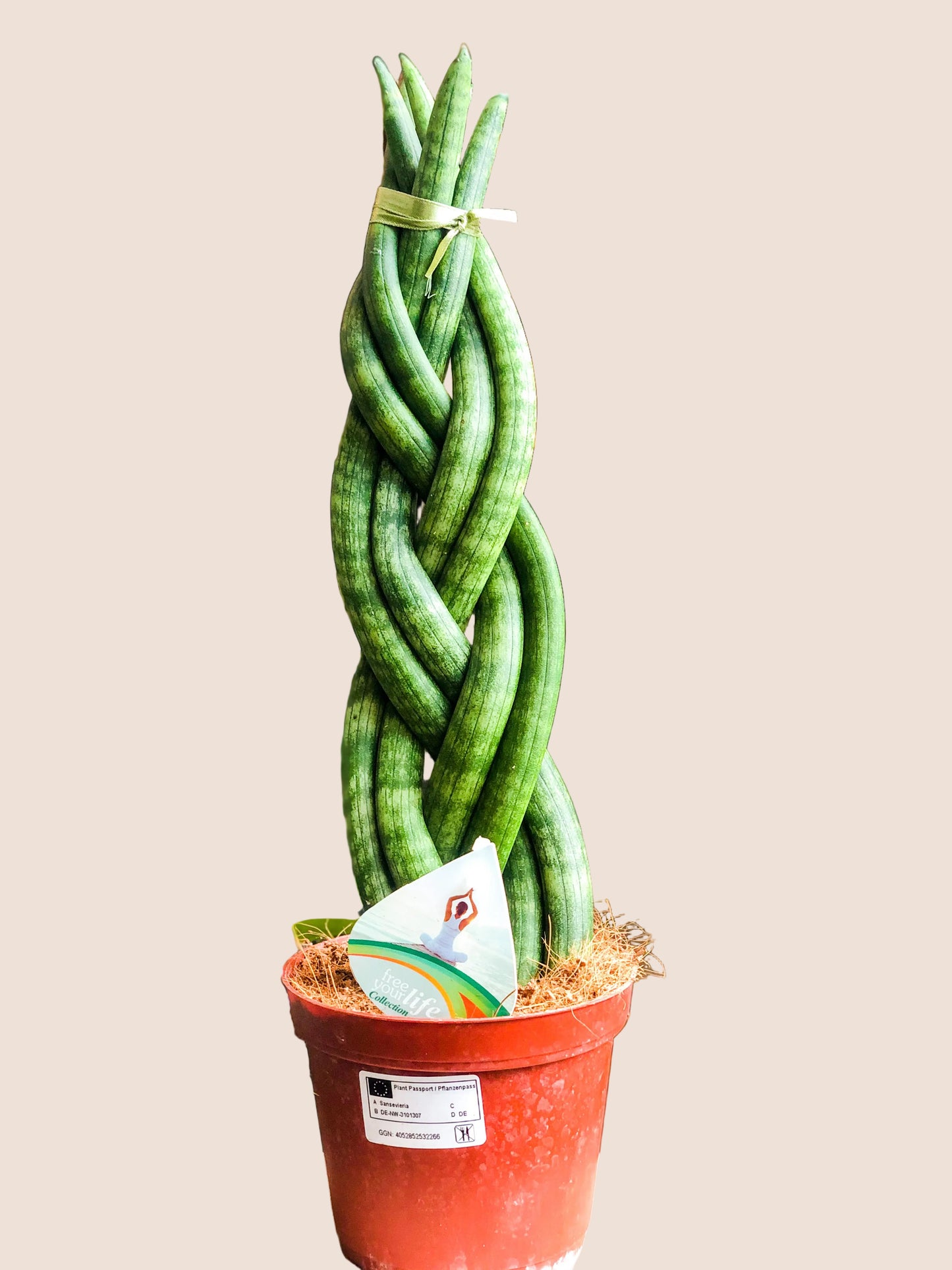 L Sansevieria Cylindrica - Avalon - Plants, Gifts & Antiques