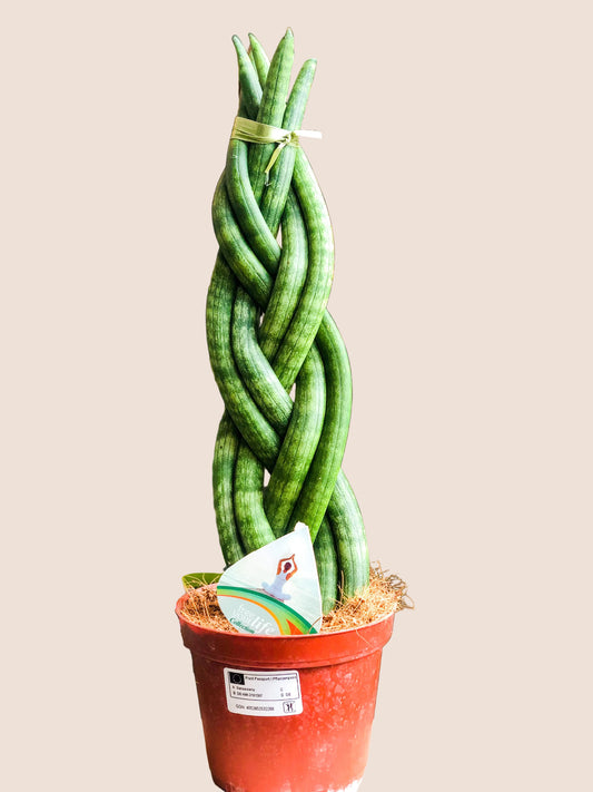 L Sansevieria Cylindrica - Avalon - Plants, Gifts & Antiques