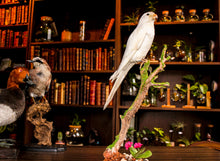 Load image into Gallery viewer, Taxidermy - Avalon - Plants, Gifts &amp; Antiques
