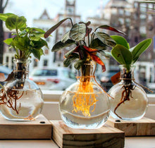 Laad afbeelding in Galerijviewer, Hydroponics Plant on a Light stand- SA Series (Best Seller) - Avalon - Plants, Gifts &amp; Antiques
