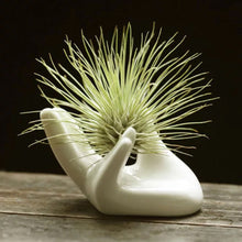 Load image into Gallery viewer, Air plant holder - Hand - Avalon - Plants, Gifts &amp; Antiques
