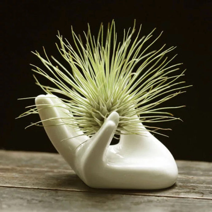 Air plant holder - Hand - Avalon - Plants, Gifts & Antiques