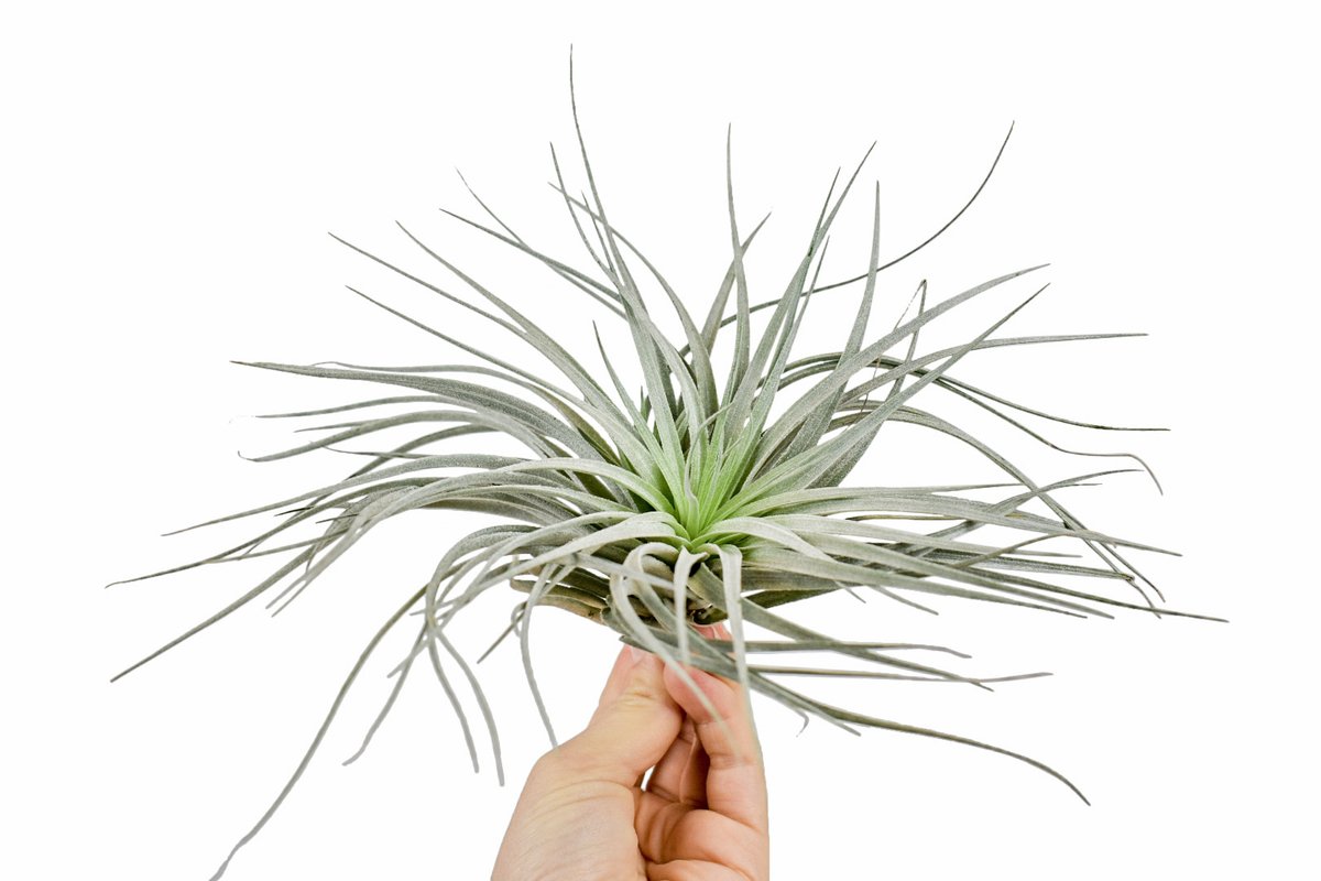 Tillandsia Silver - Avalon - Plants, Gifts & Antiques