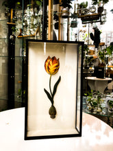Lade das Bild in den Galerie-Viewer, 3D Tulip in a Frame - Avalon - Plants, Gifts &amp; Antiques
