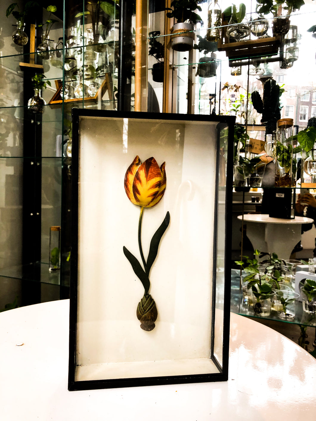 3D Tulip in a Frame - Avalon - Plants, Gifts & Antiques