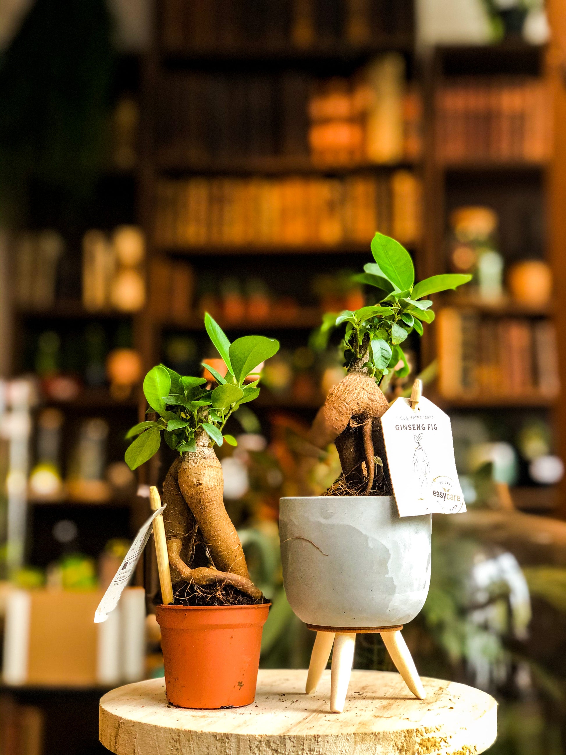 Mini Ficus Ginseng - Avalon - Plants, Gifts & Antiques