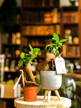 Lade das Bild in den Galerie-Viewer, Mini Ficus Ginseng - Avalon - Plants, Gifts &amp; Antiques
