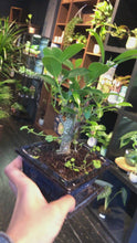 Laad en speel video af in Galerijviewer, Ficus bonsai (beginner friendly) - mini
