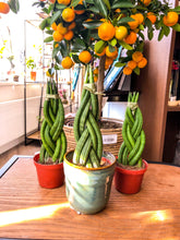 Load image into Gallery viewer, Sansevieria Cylindrica - Small - Avalon - Plants, Gifts &amp; Antiques
