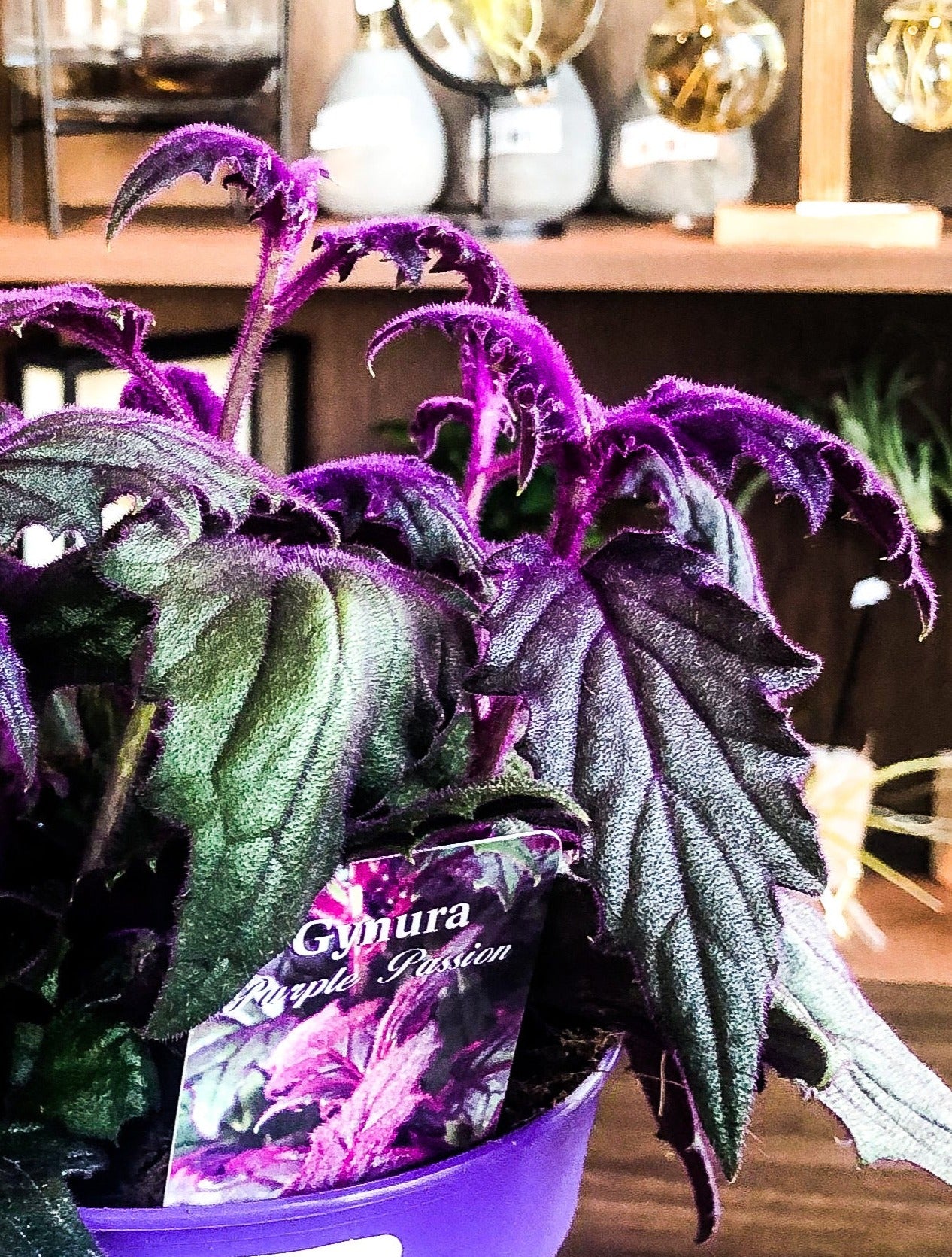 Gynura - Purple Passion - mini - Avalon - Plants, Gifts & Antiques