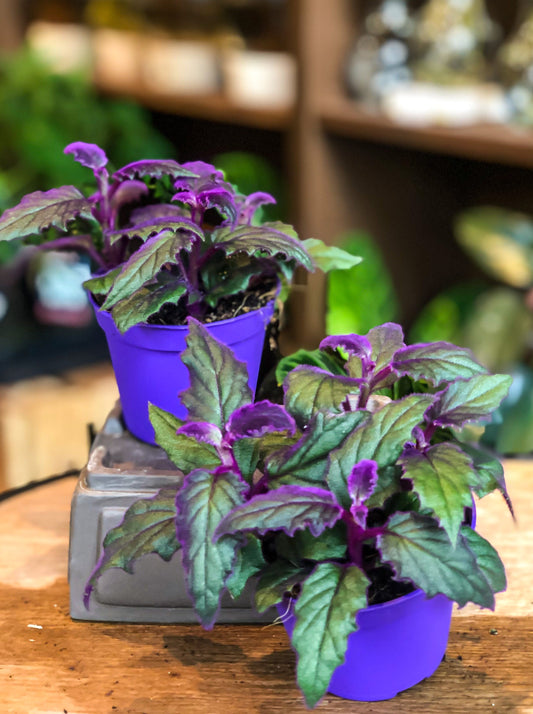 Gynura - Purple Passion - mini - Avalon - Plants, Gifts & Antiques