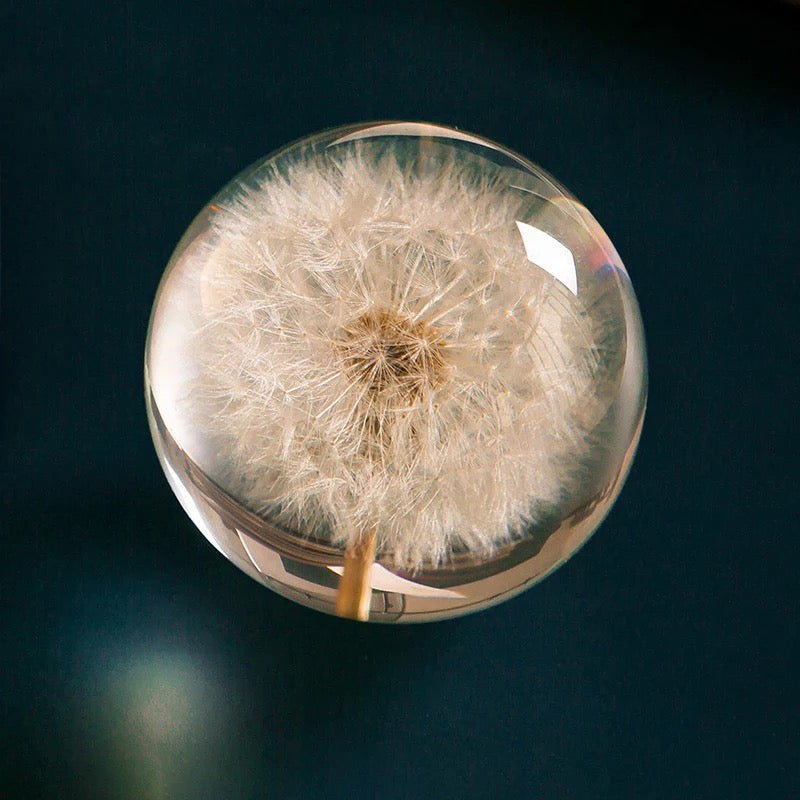 Real Dandelion in Resin - Avalon - Plants, Gifts & Antiques