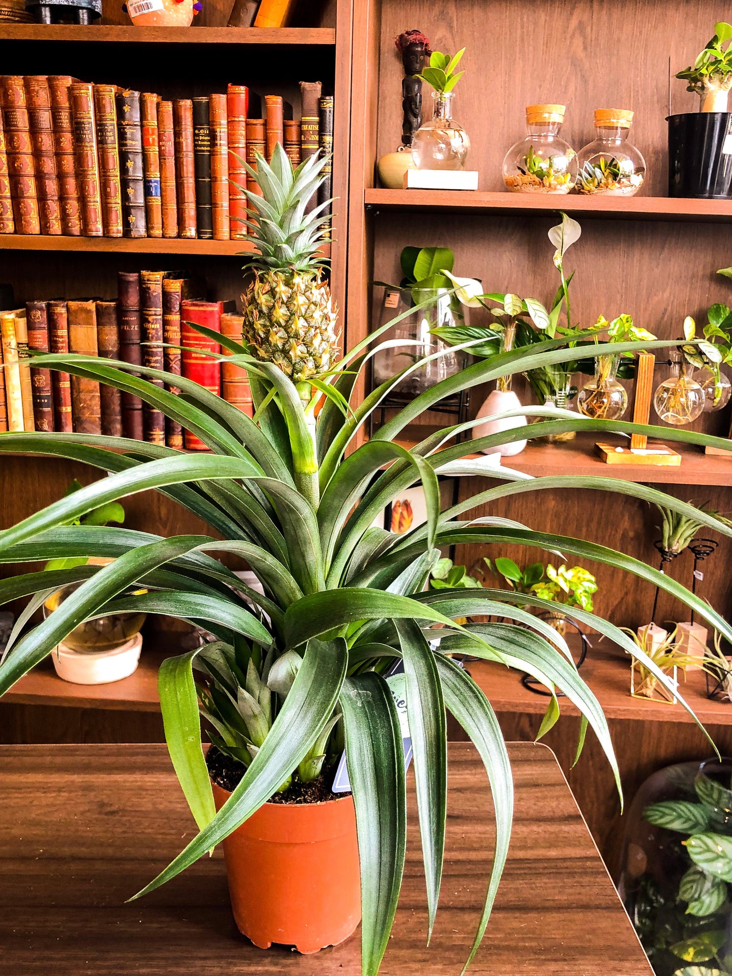 Pineapple Plant - Avalon - Plants, Gifts & Antiques