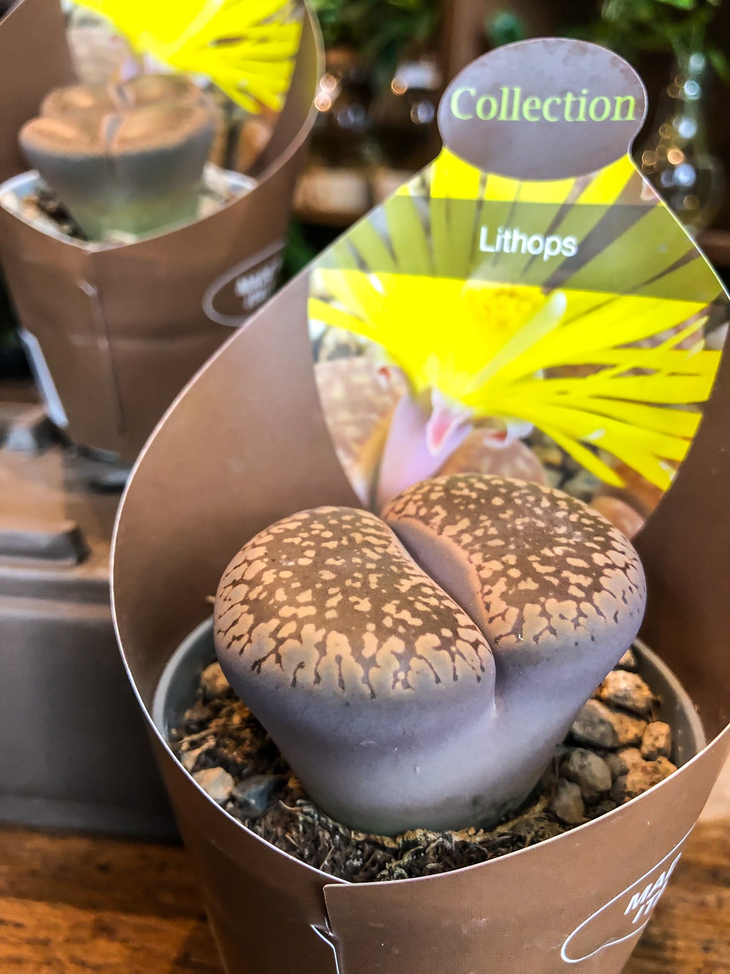 Lithops (living stone) - Multiceps - Avalon - Plants, Gifts & Antiques