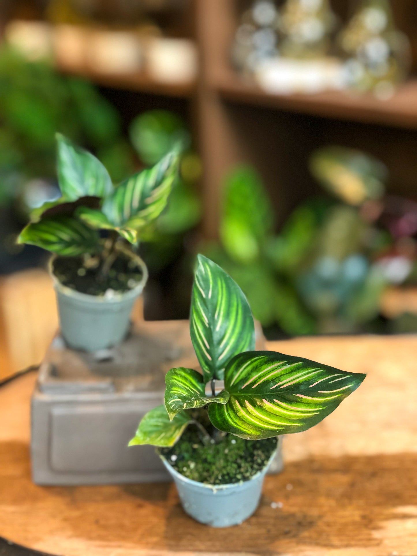 Calathea Mieli Mini - Avalon - Plants, Gifts & Antiques
