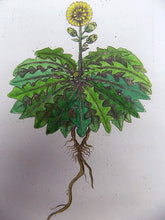 Cargar imagen en el visor de la galería, Richer de Bellaval (1564 - 1632) - Botanical print - Field Sow Thistle [ Sonchus arvensis ] - 1598 [1796] - Avalon - Plants, Gifts &amp; Antiques
