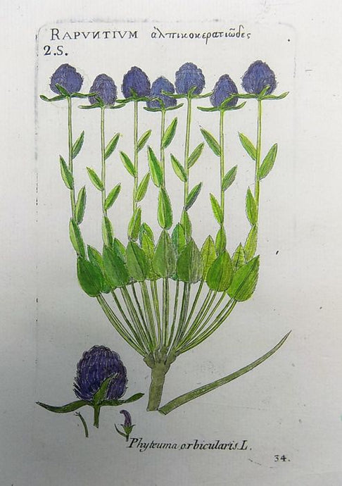 Richer de Bellaval (1564 - 1632) - Botanical print - Rampion [ Phyteuma orbicularis ] - 1598 [1796] - Avalon - Plants, Gifts & Antiques