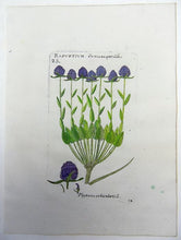 Load image into Gallery viewer, Richer de Bellaval (1564 - 1632) - Botanical print - Rampion [ Phyteuma orbicularis ] - 1598 [1796] - Avalon - Plants, Gifts &amp; Antiques
