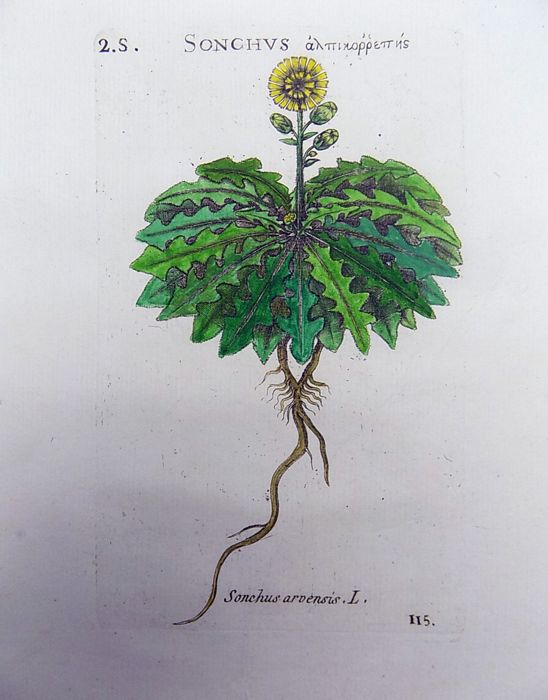 Richer de Bellaval (1564 - 1632) - Botanical print - Field Sow Thistle [ Sonchus arvensis ] - 1598 [1796] - Avalon - Plants, Gifts & Antiques