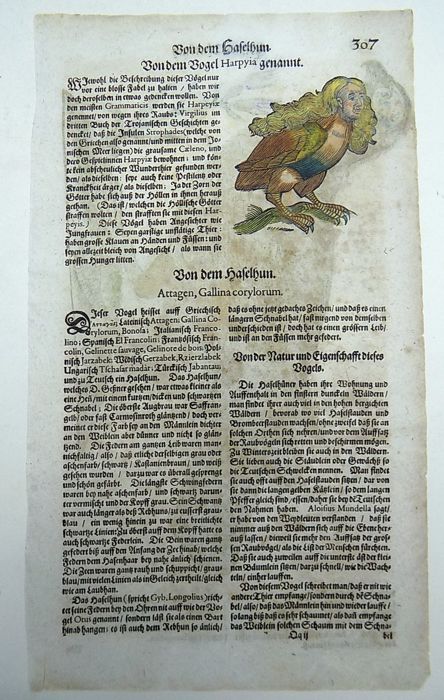 Conrad Gesner (1516-1565) - One leaf 2 woodcuts on Mythological Animal - Harpy; Hazel Grouse- 1669 - Avalon - Plants, Gifts & Antiques
