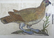 Lade das Bild in den Galerie-Viewer, Conrad Gesner (1516-1565) - One leaf 2 woodcuts on Mythological Animal - Harpy; Hazel Grouse- 1669 - Avalon - Plants, Gifts &amp; Antiques
