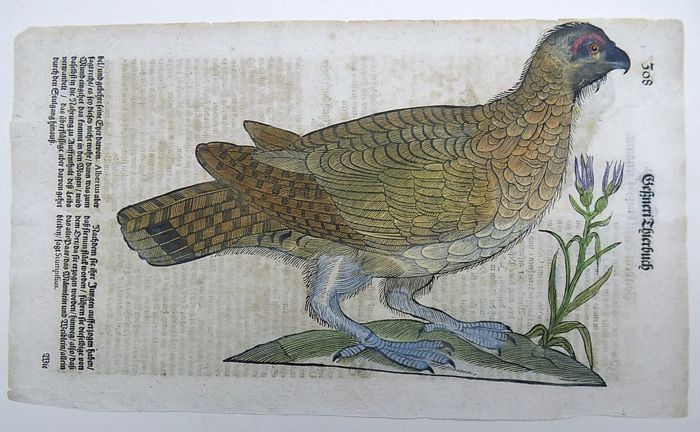 Conrad Gesner (1516-1565) - One leaf 2 woodcuts on Mythological Animal - Harpy; Hazel Grouse- 1669 - Avalon - Plants, Gifts & Antiques