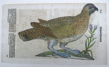 Load image into Gallery viewer, Conrad Gesner (1516-1565) - One leaf 2 woodcuts on Mythological Animal - Harpy; Hazel Grouse- 1669 - Avalon - Plants, Gifts &amp; Antiques
