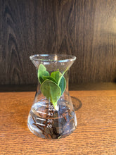 Load image into Gallery viewer, Hydroponics in a Pharmacy Bottle - AT series - Avalon - Plants, Gifts &amp; Antiques
