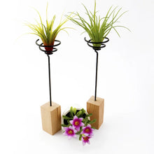 Load image into Gallery viewer, Wooden Air Plant Stand - Avalon - Plants, Gifts &amp; Antiques
