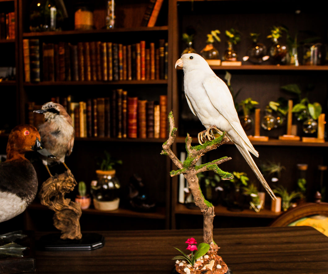 Taxidermy - Avalon - Plants, Gifts & Antiques