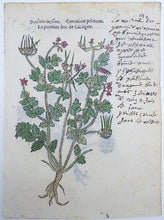 Cargar imagen en el visor de la galería, Leonhard Fuchs - Leaf with 2 hand colored botanical woodcuts - Geranium - 1549 - Avalon - Plants, Gifts &amp; Antiques
