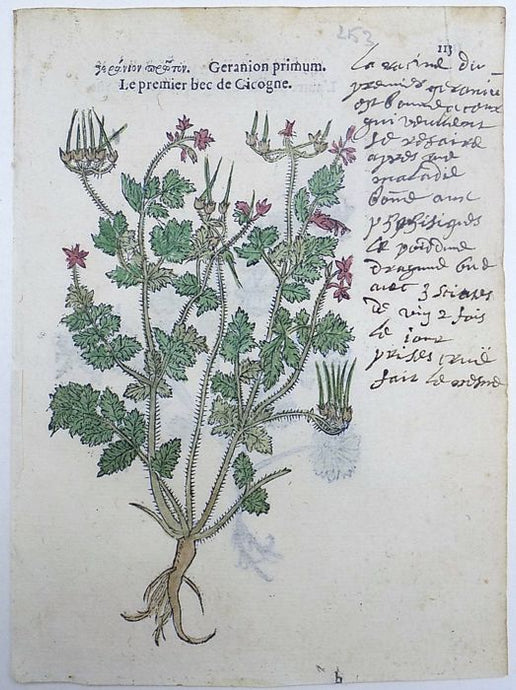 Leonhard Fuchs - Leaf with 2 hand colored botanical woodcuts - Geranium - 1549 - Avalon - Plants, Gifts & Antiques