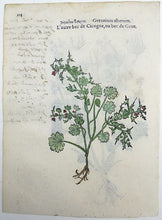 Cargar imagen en el visor de la galería, Leonhard Fuchs - Leaf with 2 hand colored botanical woodcuts - Geranium - 1549 - Avalon - Plants, Gifts &amp; Antiques
