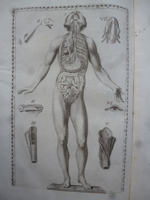 Gaetano Petrioli - Le otto Tavole anatomiche - Anatomy Medicine - 1750 - Avalon - Plants, Gifts & Antiques